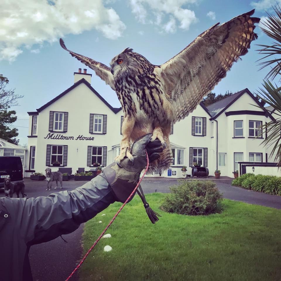 Milltown House Dingle Hotel Exterior foto
